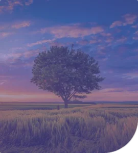 Arbre de la vie